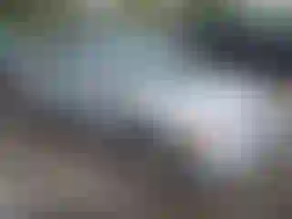 Vehicle Image- 2008 Honda Civic