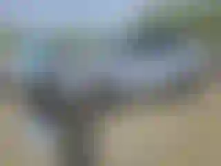 Vehicle Image- 2020 Honda CR-V