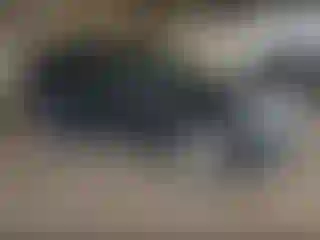 Vehicle Image- 2012 Lincoln MKX