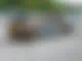 Vehicle Image- 2001 Toyota Corolla