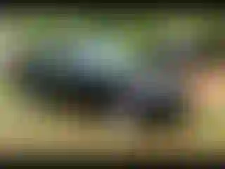 Vehicle Image- 2019 Ford Fiesta