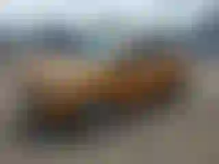 Vehicle Image- 2016 Ford Fiesta