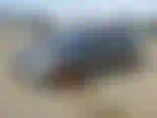 Vehicle Image- 2017 Ford Fiesta