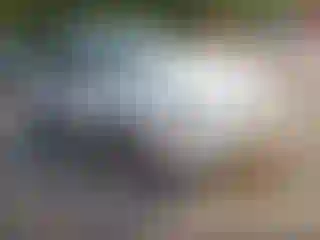 Vehicle Image- 2002 Ford Focus