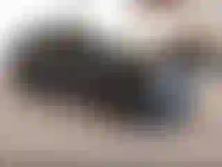 Vehicle Image- 2023 GMC Terrain