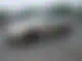 Vehicle Image- 2003 Honda Accord