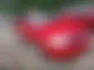 Vehicle Image- 2006 Nissan Sentra