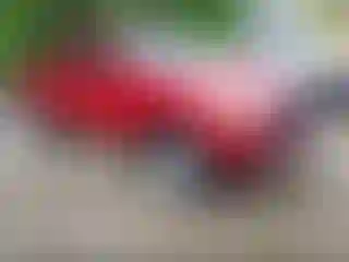 Vehicle Image- 2021 Toyota Tacoma