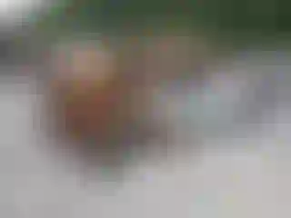 Vehicle Image- 2015 Toyota Tacoma