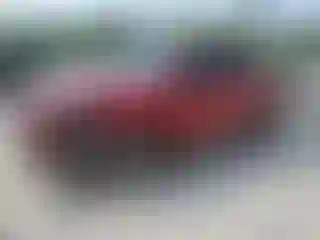 Vehicle Image- 2024 Toyota Tacoma
