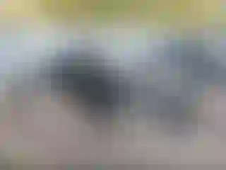 Vehicle Image- 2014 Volkswagen Jetta