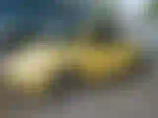 Vehicle Image- 2007 Volkswagen Beetle