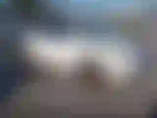 Vehicle Image- 2009 Volkswagen Beetle