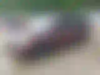 Vehicle Image- 2008 Honda Odyssey