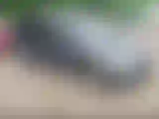Vehicle Image- 2006 Honda Odyssey