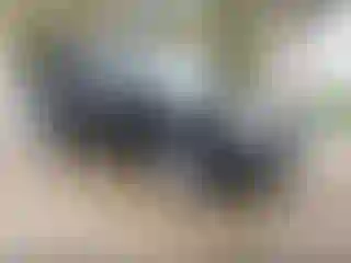 Vehicle Image- 2013 Honda Pilot