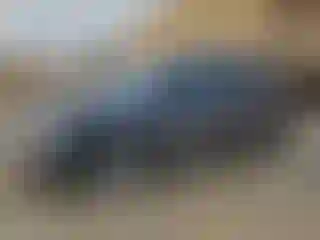 Vehicle Image- 2016 Honda Pilot