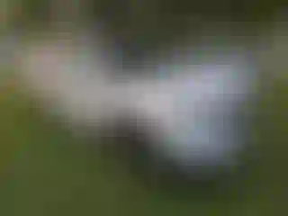 Vehicle Image- 2025 Honda Pilot