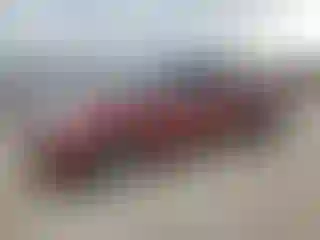 Vehicle Image- 2006 Toyota Tundra