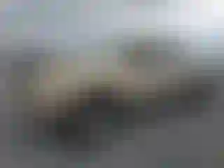Vehicle Image- 2005 Toyota Tacoma