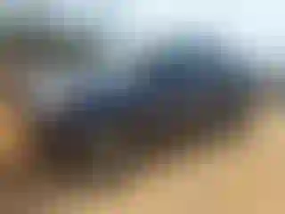 Vehicle Image- 2008 Toyota Tacoma