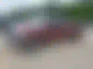 Vehicle Image- 2008 Toyota Tundra