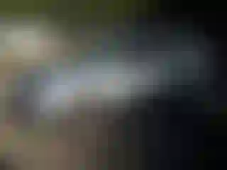 Vehicle Image- 2003 Subaru Forester