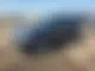 Vehicle Image- 2016 Subaru Forester