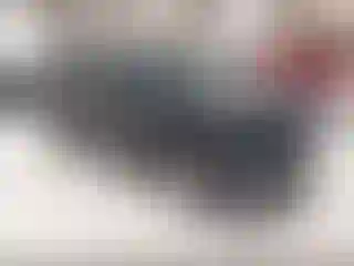 Vehicle Image- 2015 Subaru Forester