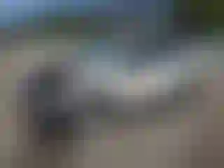 Vehicle Image- 2020 Subaru Forester