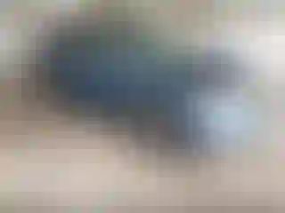 Vehicle Image- 2021 Subaru Forester