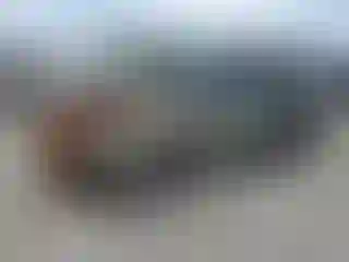 Vehicle Image- 2021 Subaru Forester