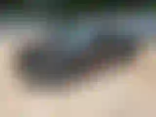 Vehicle Image- 1997 Honda Civic