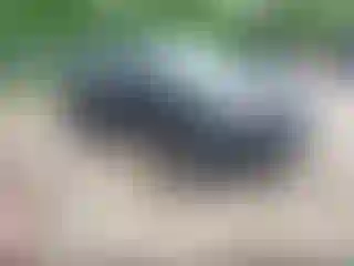 Vehicle Image- 2011 Nissan Juke