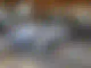 Vehicle Image- 2017 Toyota Prius