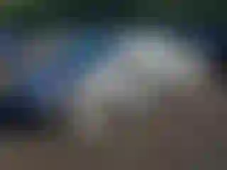 Vehicle Image- 2017 Toyota Prius