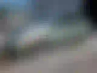 Vehicle Image- 2007 Toyota Prius