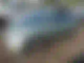 Vehicle Image- 2008 Toyota Prius