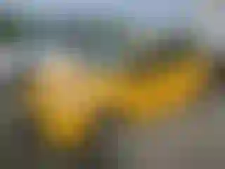 Vehicle Image- 2016 Toyota Prius