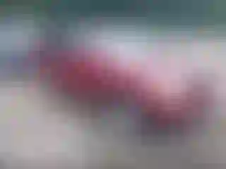 Vehicle Image- 2004 Toyota Highlander