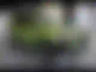 Vehicle Image- 2022 Toyota 4 Runner