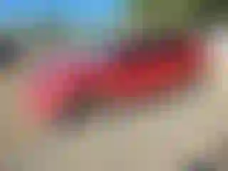 Vehicle Image- 2016 Toyota RAV4