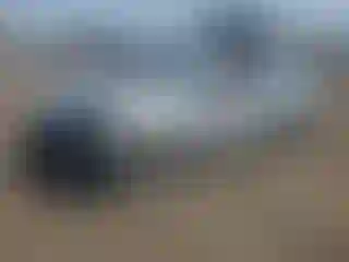 Vehicle Image- 2019 Hyundai Sonata