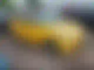Vehicle Image- 2016 Hyundai Veloster