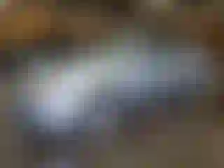 Vehicle Image- 2008 Kia Spectra