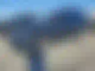 Vehicle Image- 2017 Land Rover Discovery