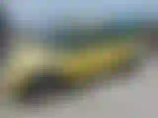 Vehicle Image- 2006 Mini Cooper