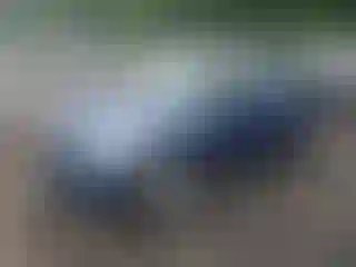 Vehicle Image- 2013 Mini Cooper