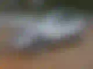 Vehicle Image- 2014 Volkswagen Tiguan